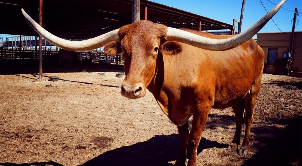 Texas long-horns - Fort Worth Electricity
