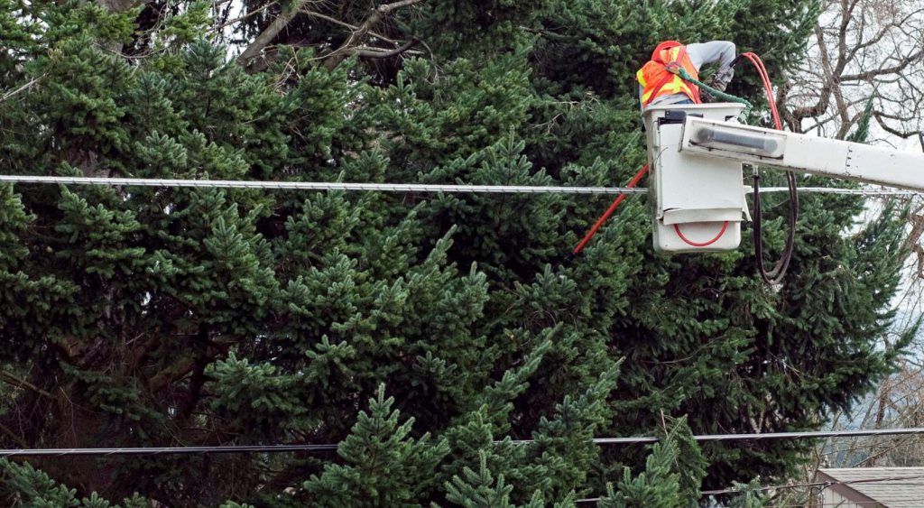 Cutting tree branches to protect powerlines - No Deposit Electric Companies In Texas