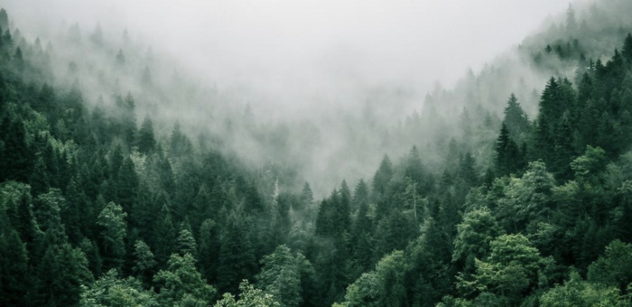 A high-ground photograph of a forest half-covered in fog on a cloudy day