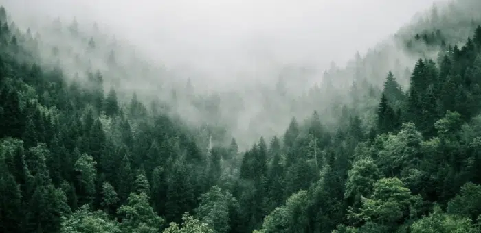 forest trees carbon dioxide