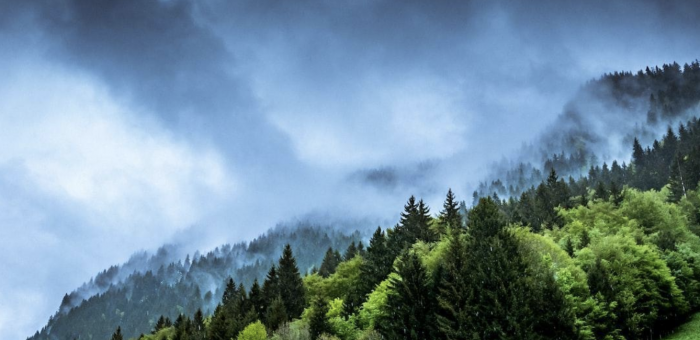 A diagonal photograph of a forest half-enveloped in fog under a dark, cloudy sky